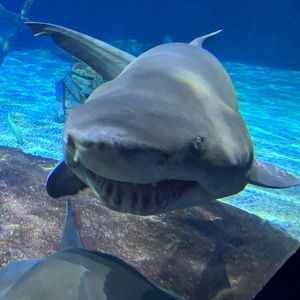 Meet your Posher, Khatib